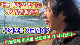 마늘밭에 세계최초 상 또라이가 나타났다  마늘비닐 부직포  벗기는시기 추비,웃거름,살충제,살균제,주말농장,텃…