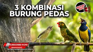 Download lagu 🔴 Live Kompilasi Masteran Cucak Cungkok Gacor vs Kolibri Manggar Betina Gacor vs Perkici Gacor Necre mp3