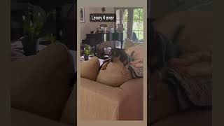 Download lagu Billie Joe Armstrong on Instagram #billie #instagram #billiejoearmstrong #greenday mp3 Download lagu Billie Joe Armstrong on Instagram #billie #instagram #billiejoearmstrong #greenday mp3