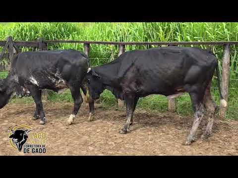 2 Novilhas Girolando R$4.950 cada  São Félix de Minas MGYuri Coelho 33 99989-3923