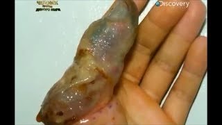 Меня укусили I was bitten Укус шпильковой змеи Atractaspis engaddensis
