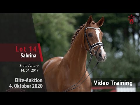 Elite-Auktion 4. Oktober 2020 Lot 14 Sabrina v. Sir Heinrich/Beltoni  – Trainingsvideo