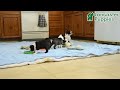 Boston Terrier dogs for sale: Romeo - Video 1