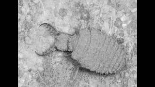 The Prognosticator of Prognosticators