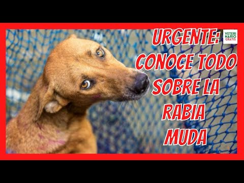 🆘 SYMPTOMS OF MUTE RABIES IN DOGS AND CONTAGION TO HUMANS 🆘