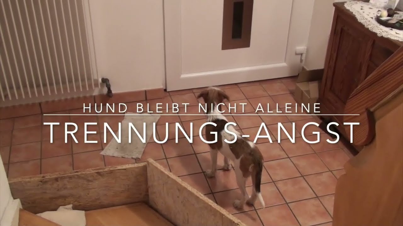 Trennungsangst - Teil 1