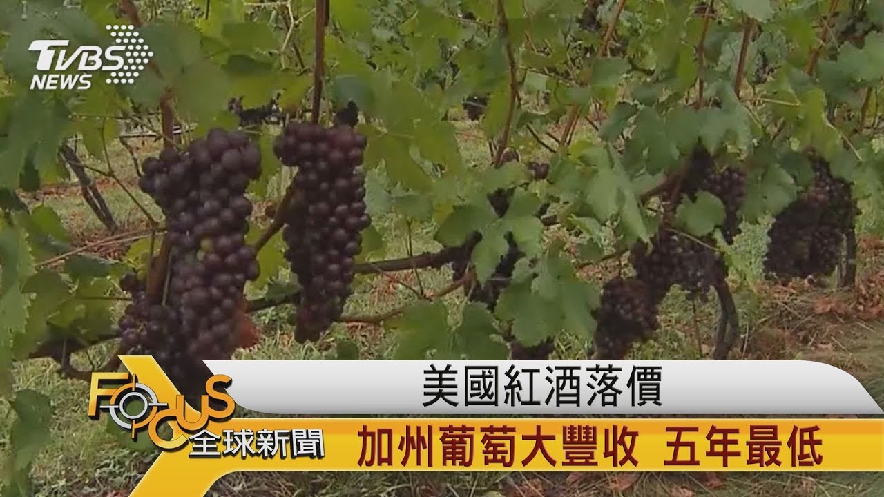 美國紅酒落價 加州葡萄大豐收 五年最低