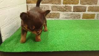 チワワ（ロング）の動画01