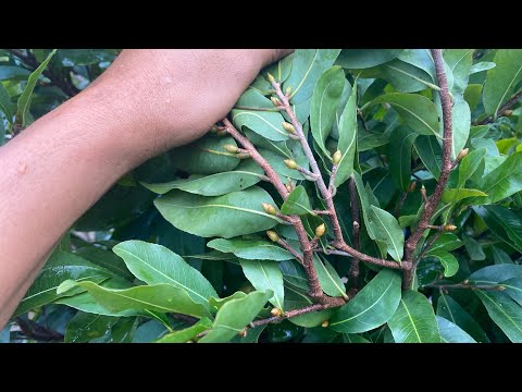 Những đều cần lưu ý chăm sóc nụ tháng mười nụ lớn-nụ nhỏ và phân thuốc sao cho phù hợp với từng cây