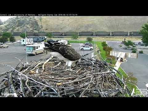 Two Fish Morning On The Hellgate Osprey Cam – Aug. 14, 2018