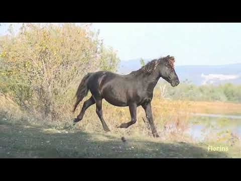 OSTROVUL de la Moldova Veche