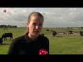 Badderende beesten op de buffelboerderij