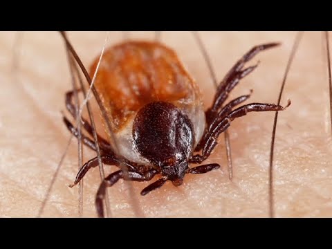 This summer could see uptick in ticks, scientists say