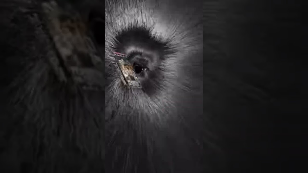 Вы меня шутите - Комната отдыха - Enlisted