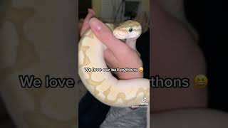 Cute ball python looking around ❤️❤️ #ballpython #snake #cuteanimals #adorablepet #animals #shorts