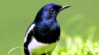 Download lagu suara burung kacer mp3 (copsychus saularis) mp3
