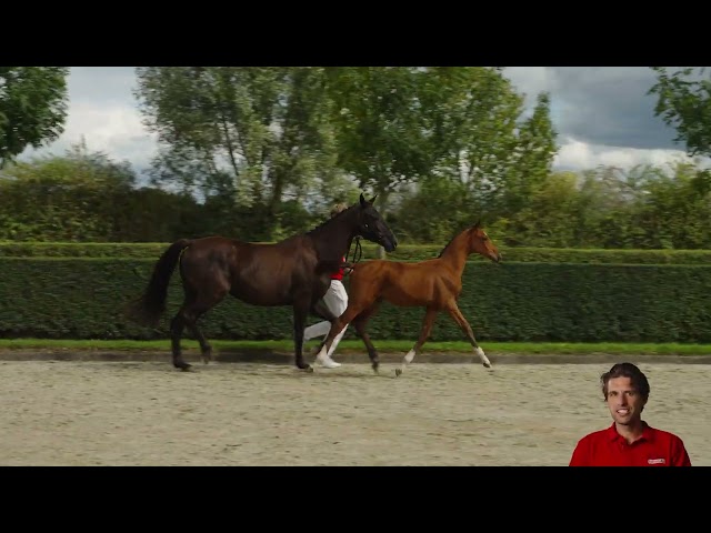 Boss Lady v/d Braembeier Z