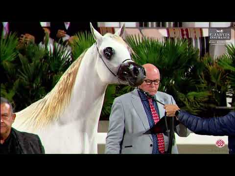 N 152 DOLLAR AL REMAS   10th Kuwait International Championship 2023   Colts 2 Years Old Class 4A