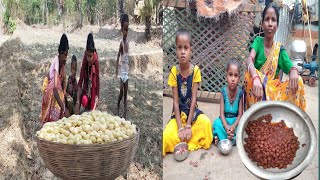Mahua / Madhuka Flowers Collect Cooking And Eating — Santal Tribe People