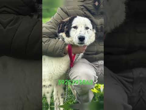 Regalo Una famiglia e una casa per questo dolce cane in adozione 