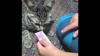 【猫】これは豪華すぎる‼️家で飼ってる猫に1本500円のチュールあげてみた