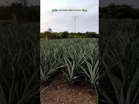 PAU D'ARCO TO #agro #deus #tocantins#norte