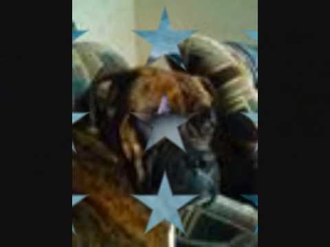 Dla mojej przyjaciółki Tinusi.