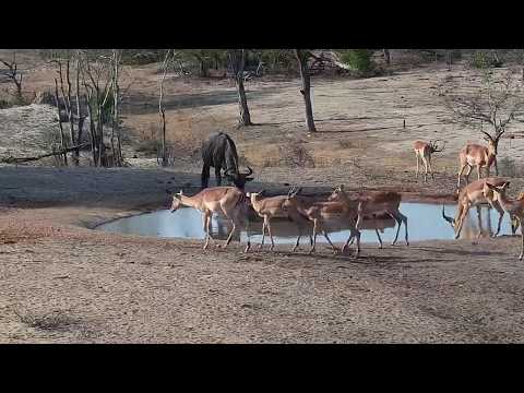 Djuma: Impalas, Wildebeests, Hippo and Kudu - 15:45 - 11/10/19