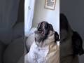 Top 10 Talking Dogs of All Time