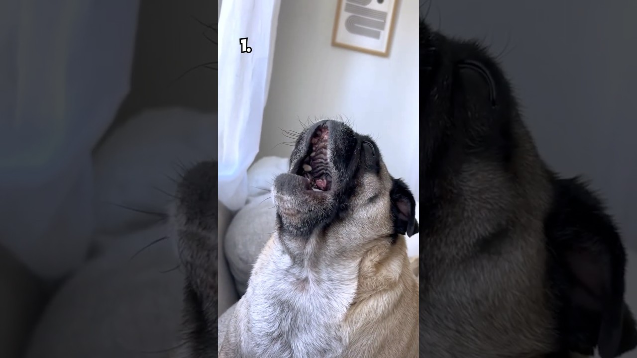 Top 10 Talking Dogs of All Time