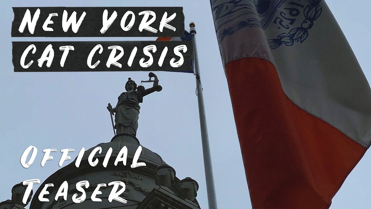 NEW YORK CAT CRISIS | Official Teaser