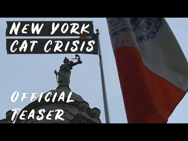 NEW YORK CAT CRISIS | Official Teaser