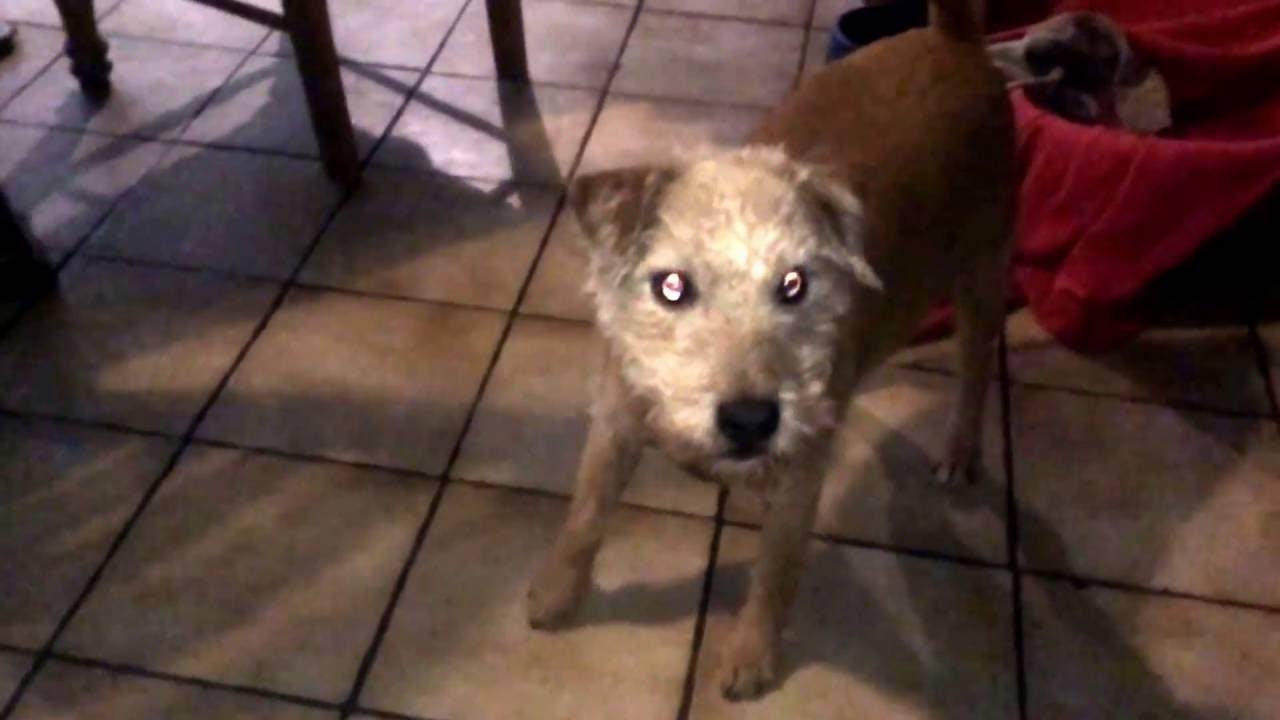 Red Slo Mo Kong Catching Jack Russell JRT X Lakeland Terrier Ed the Lurcher in the background 101016