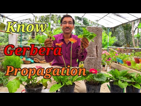 How to propagate gerbera plants