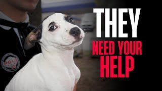 SECOND CHANCES: A Journey with Save a Life Pet Rescue / LEAD Documentary
