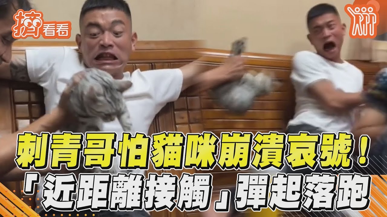 影音/刺青哥怕貓咪崩潰哀號! 「近距離接觸」彈起落跑