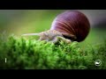Watch Clid The Snail - Tráiler de lanzamiento