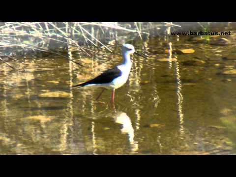 Cigüeñuela común ( Himantopus himant