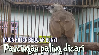 Download lagu Trucukan muda hutan belajar bunyi PALING DICARI untuk pancingan trucuk ombyokan mp3 Download lagu Trucukan muda hutan belajar bunyi PALING DICARI untuk pancingan trucuk ombyokan mp3