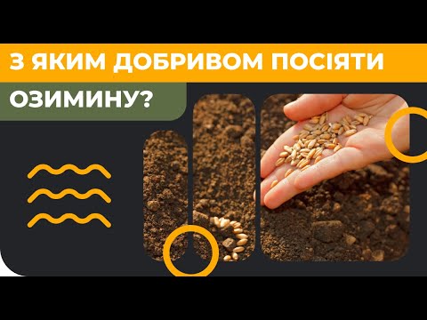 С каким удобрением посеять озимые?