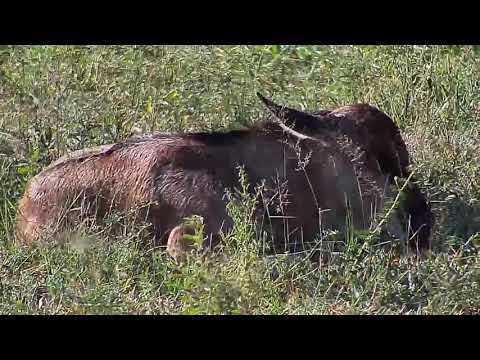 Djuma: Wildebeests with calves - 16:10 - 12/09/20
