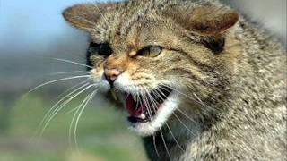 Cliff Carlisle A Wild Cat Woman And A Tom Cat Man (BLUEBIRD B-6350) (1936)