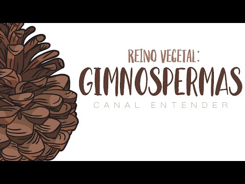 GIMNOSPERMAS - Reino Vegetal