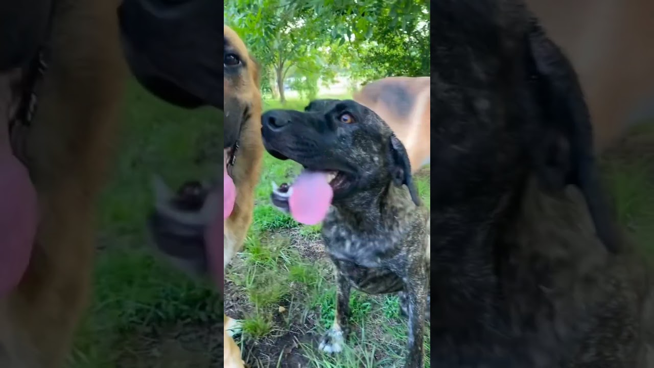 Enlarge Reba 25, a Adoptable mixed breed in Brookhaven, MS video 5/5