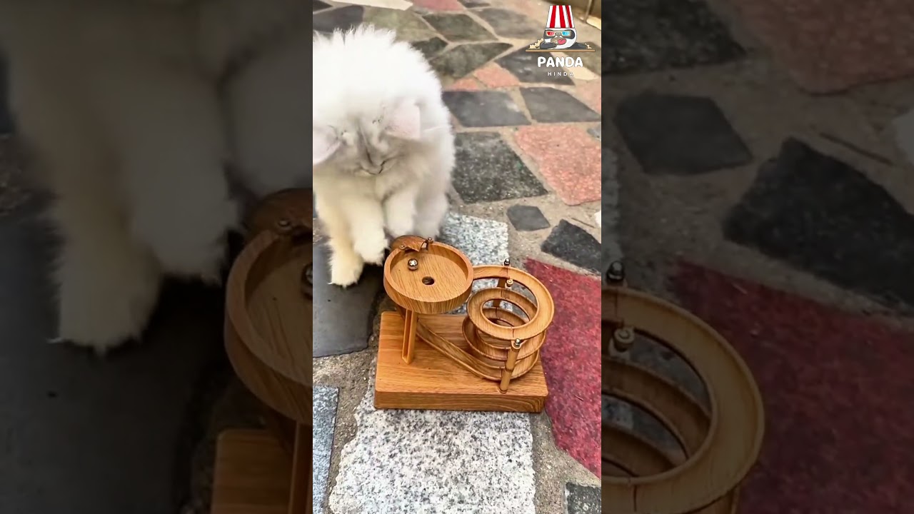 My cat loves playing, but it's so confused about how the ball moves up into the air.😜😁#cat #funny