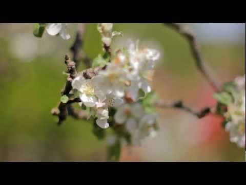 Cullmann Nanomax 260