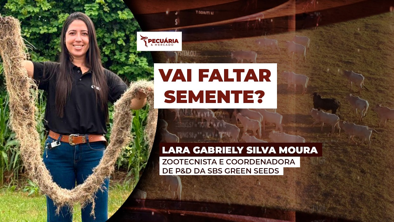 Queda de 55% na produção de sementes de ruziziensis acende alerta para a próxima safra
