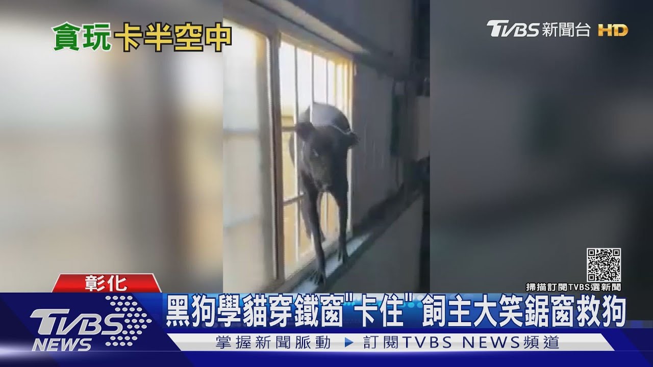 黑狗學貓穿鐵窗「卡住」 飼主大笑鋸窗救狗