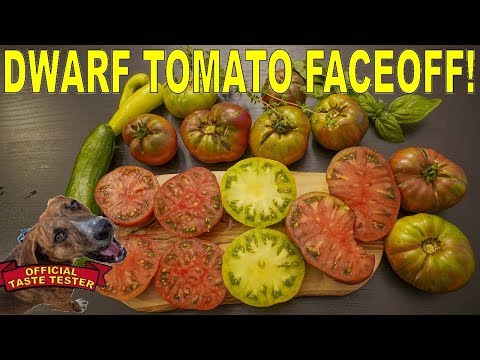 , title : 'The BEST TASTING Dwarf Tomatoes? Three Fantastic Tomato Varieties'