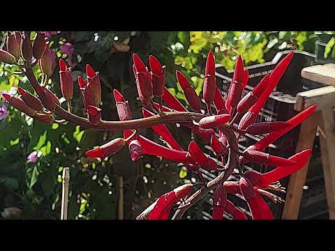 image : Des poules, des canards, des chats .. le jardin des soleiades à Nîmes